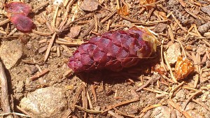 hike purple pine cone