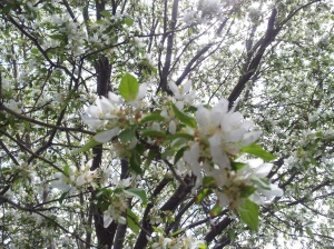 tree with blossom (2)