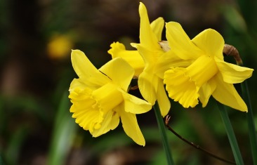 daffodils-2162825_960_720